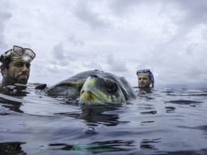 Sea Shepherd 0 Injured turtle rescue